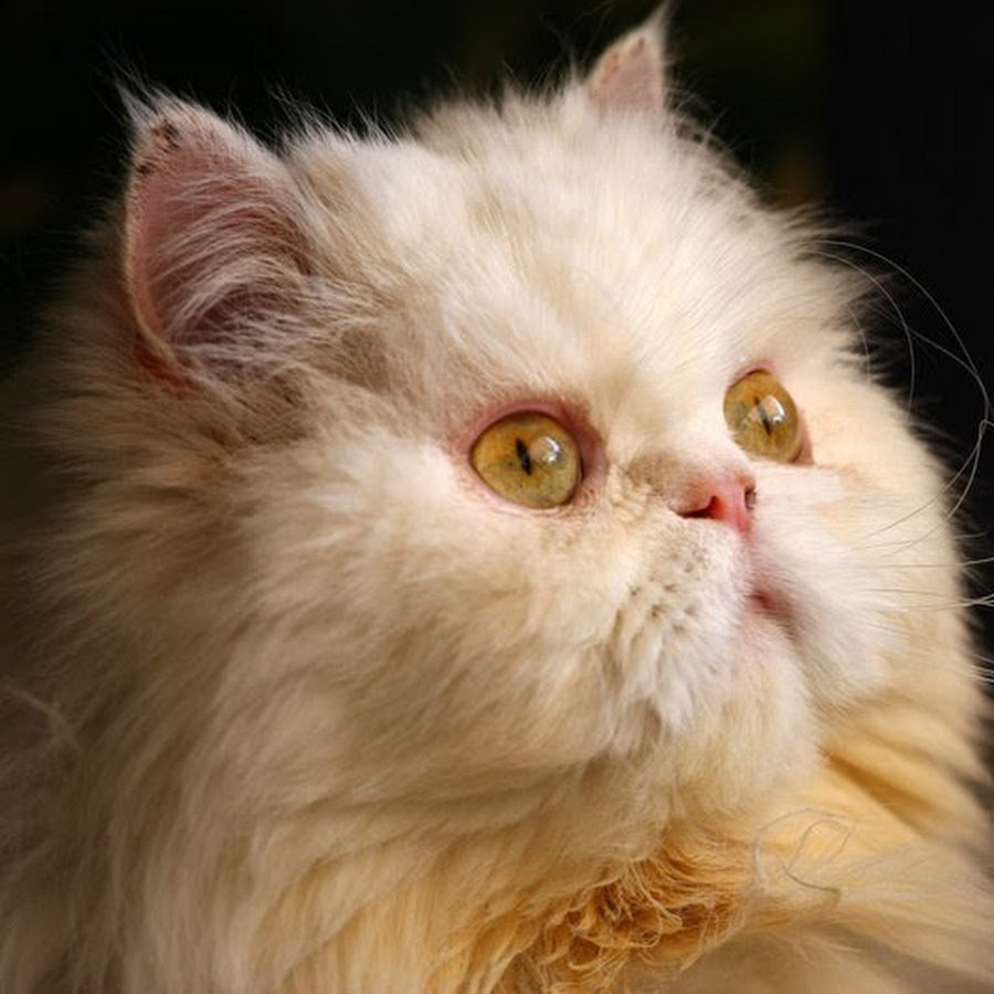 Кремовый перс