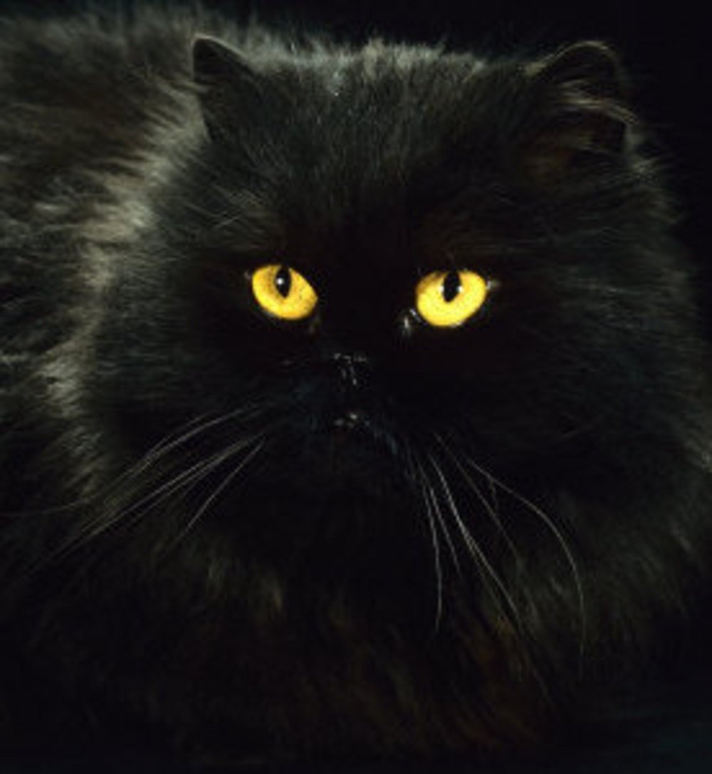 Персидский кот черный пушистый