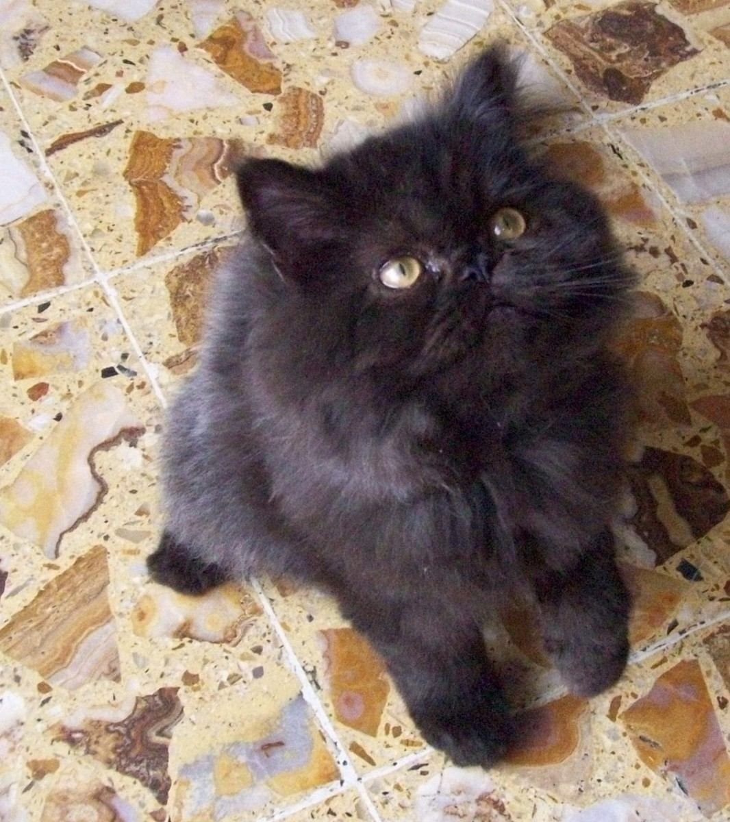 Персидская кошка чёрная вислоухая