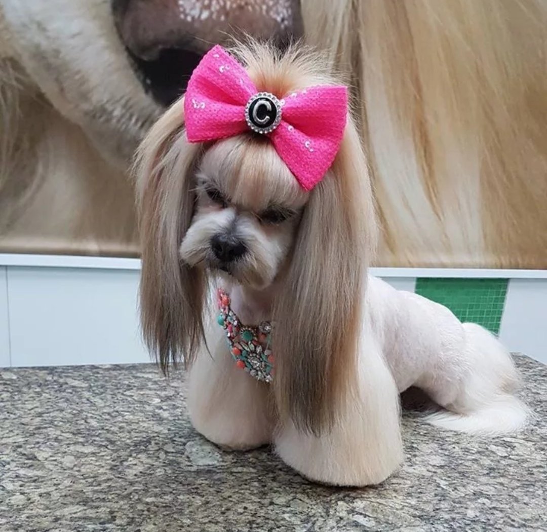 С днем рождения ши тцу