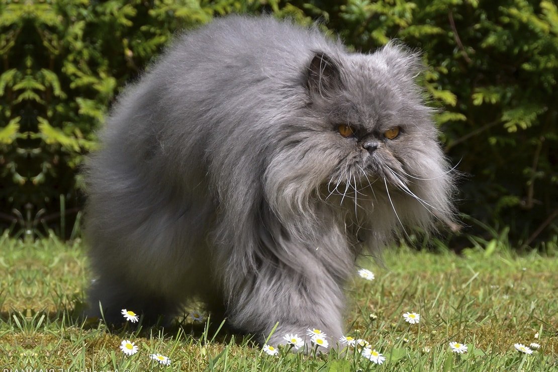 Персидская Сибирская длинношерстная