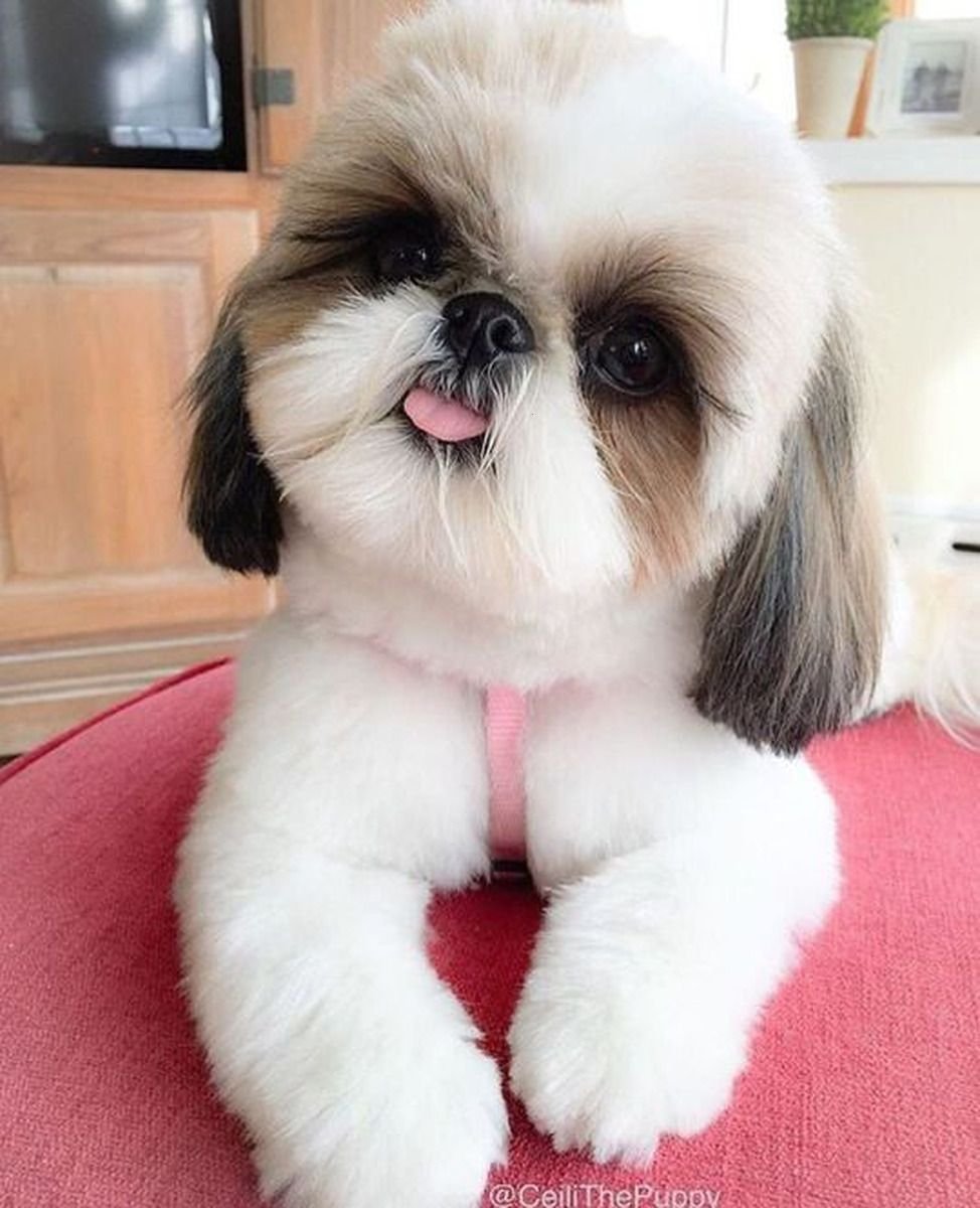 Small Shih Tzu
