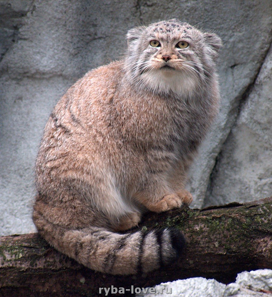 Среднеазиатский Манул