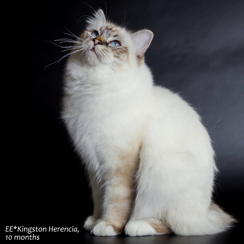 Тибетский сиамский кот