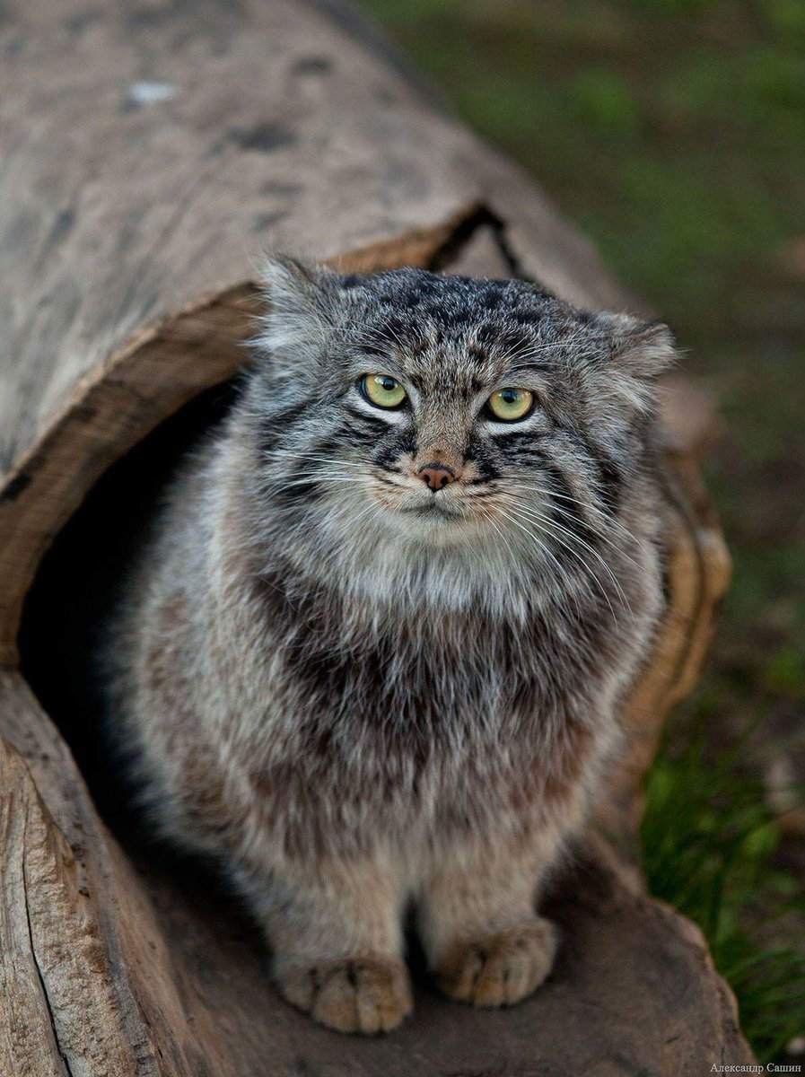 Тибетская порода кошек