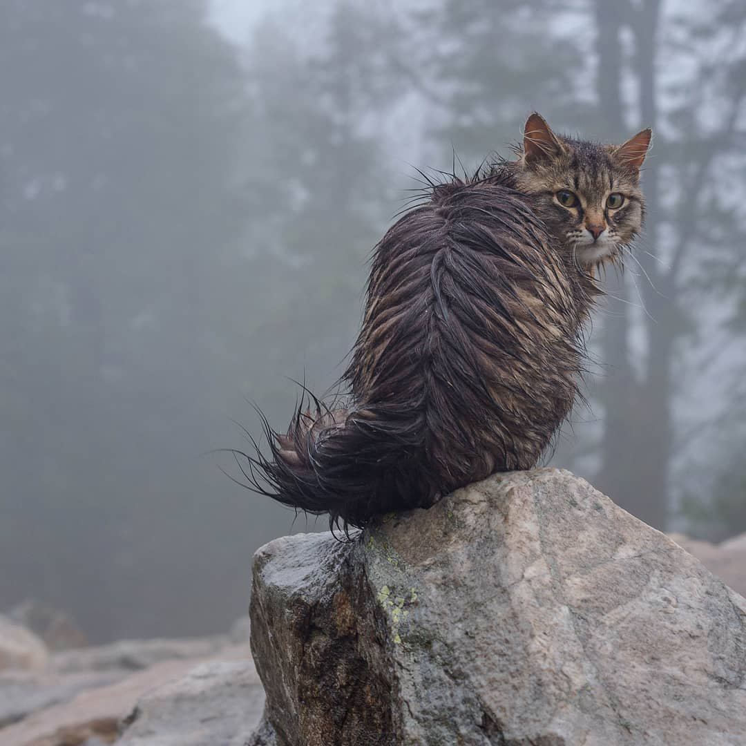 Китайская Горная кошка
