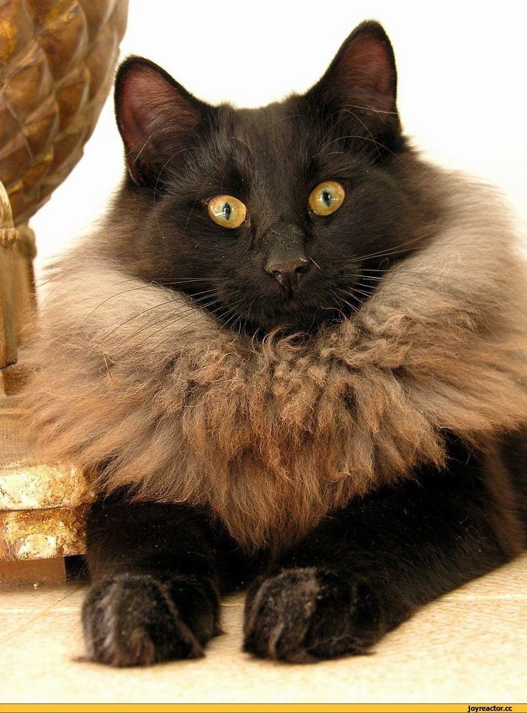 Митхун порода кошек