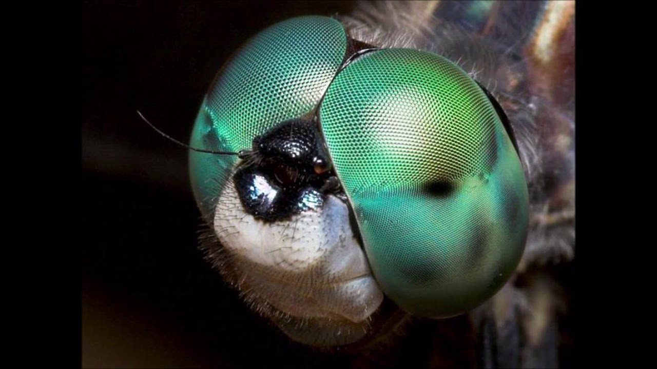 Глаза насекомых имеют. Фасеточные глаза Стрекозы. Строение фасеточного глаза насекомого. Фасеточные глаза мухи. Глаз Стрекозы под микроскопом.