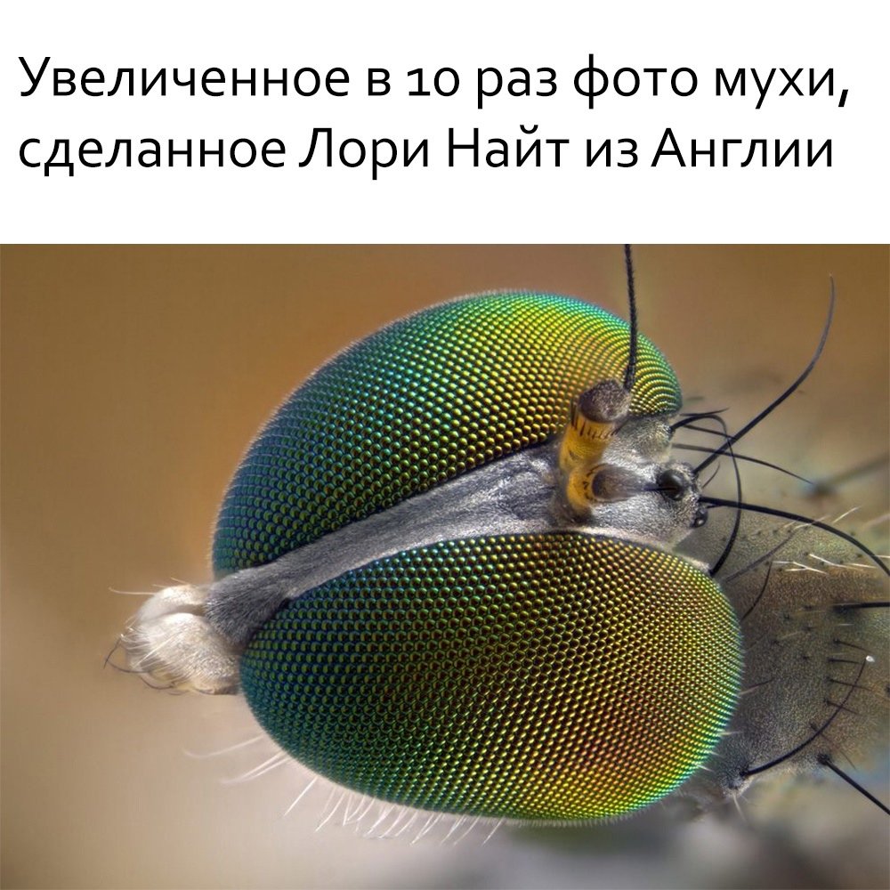 Глаза бабочки под микроскопом