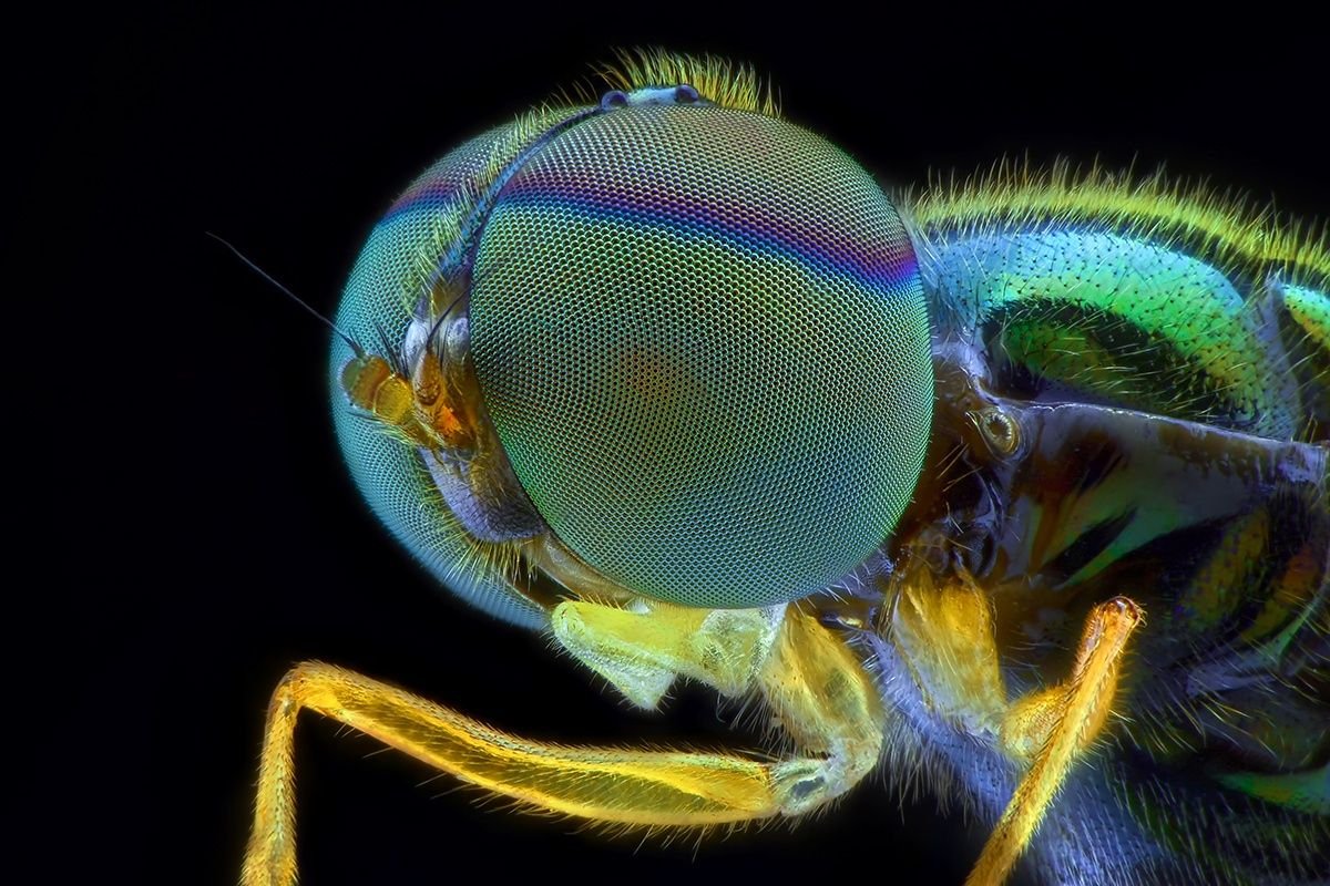 Строение глаза бабочки