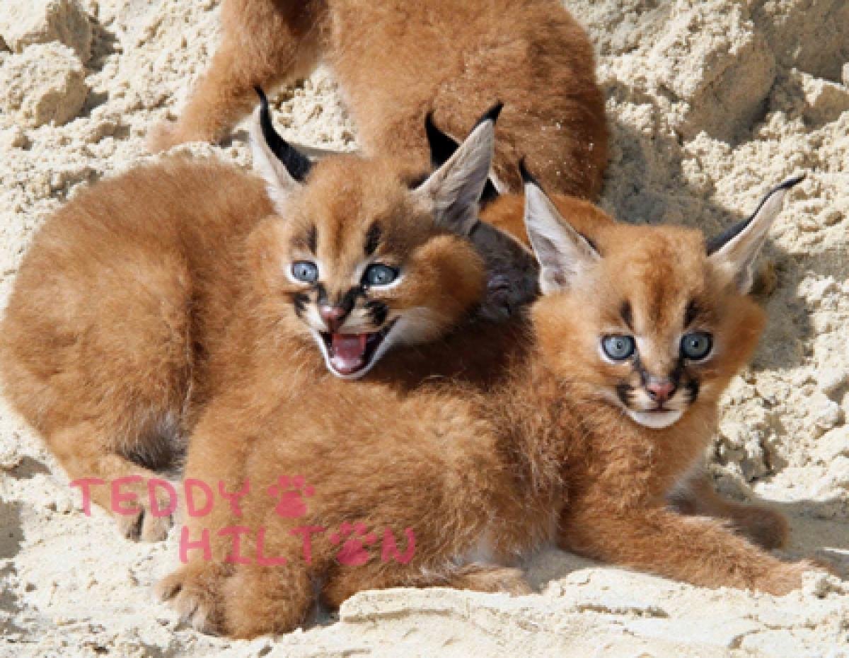 Каракал детеныш