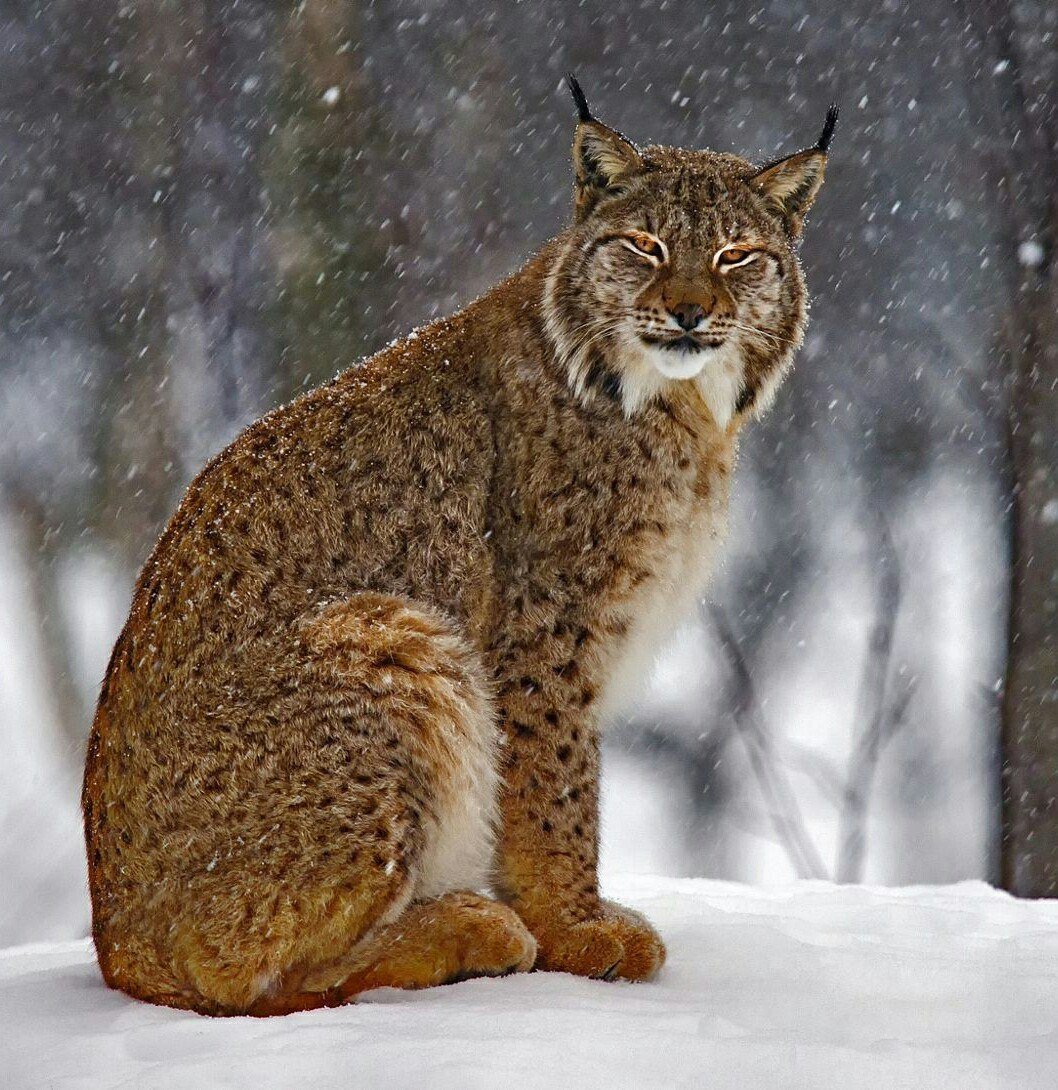 Рыжая Рысь Северной Америки