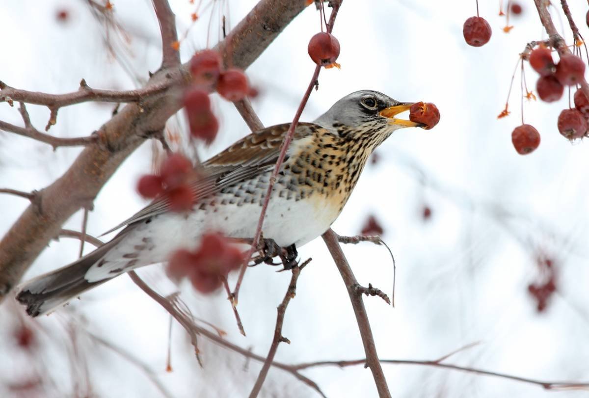 Дрозд рябинник крупная птица