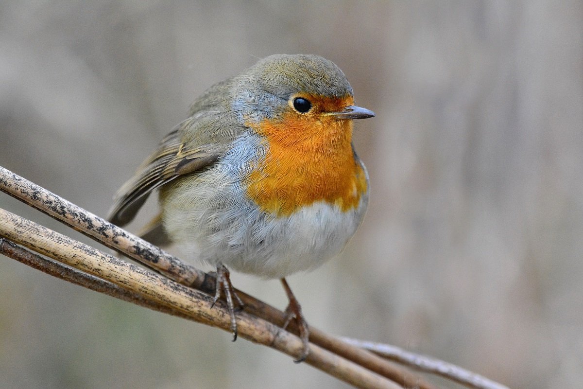 Зарянка птица