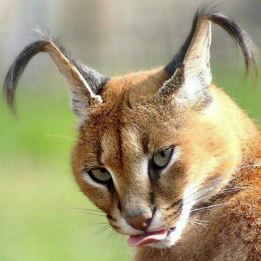 Рысь с кисточками на ушах