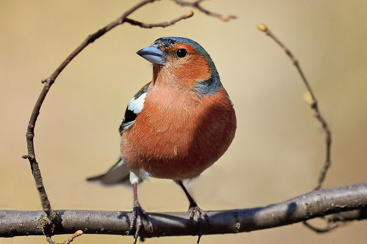 Обыкновенный Зяблик
