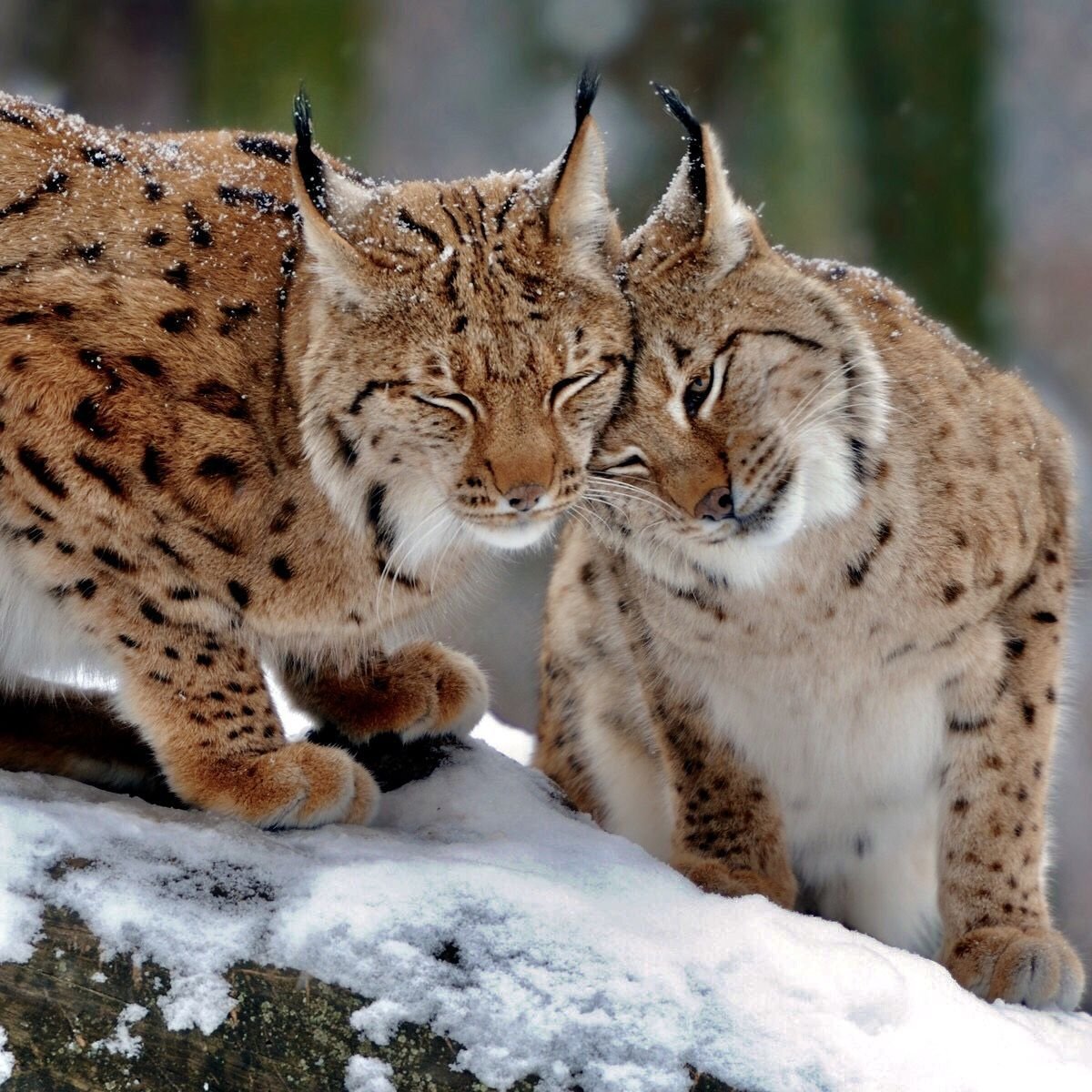 Пятнистая Рысь