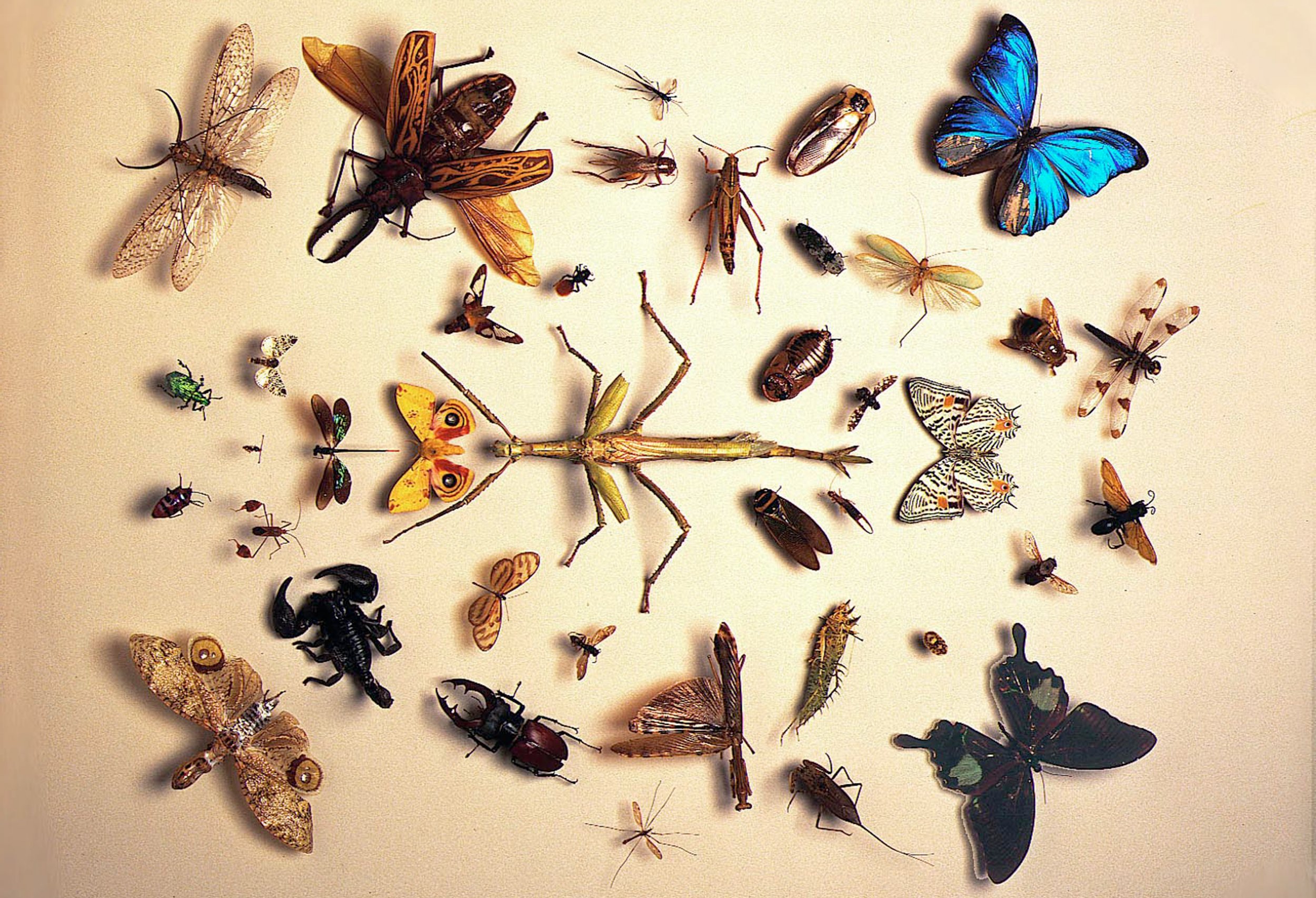 Насекомые и различные животные. Имаго (энтомология). Многообразие насекомых. Насекомые много. Насекомые коллаж.