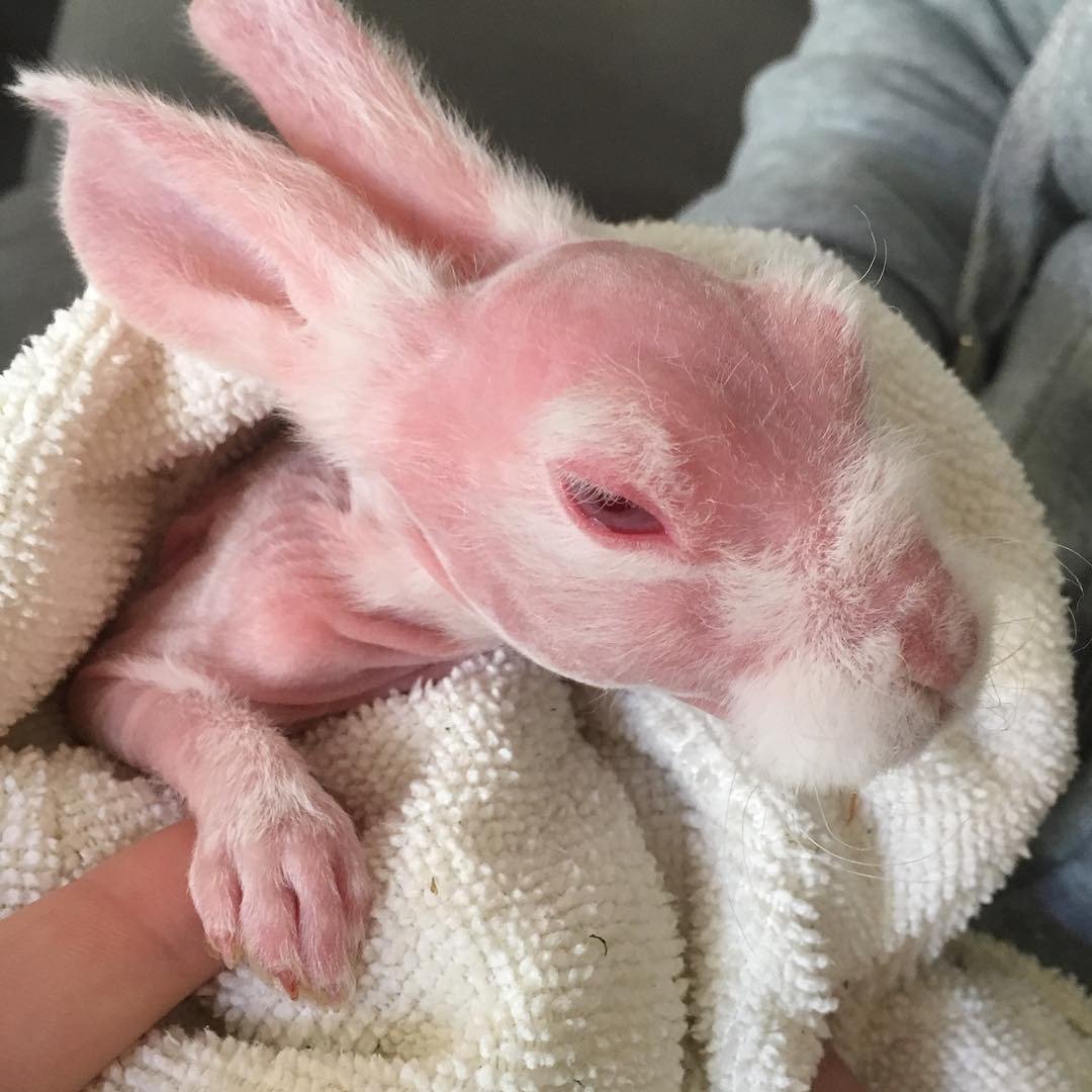 Когда родились животные. Лысый кролик. Новорожденный заяц. Новорождённые декоративные кролики.