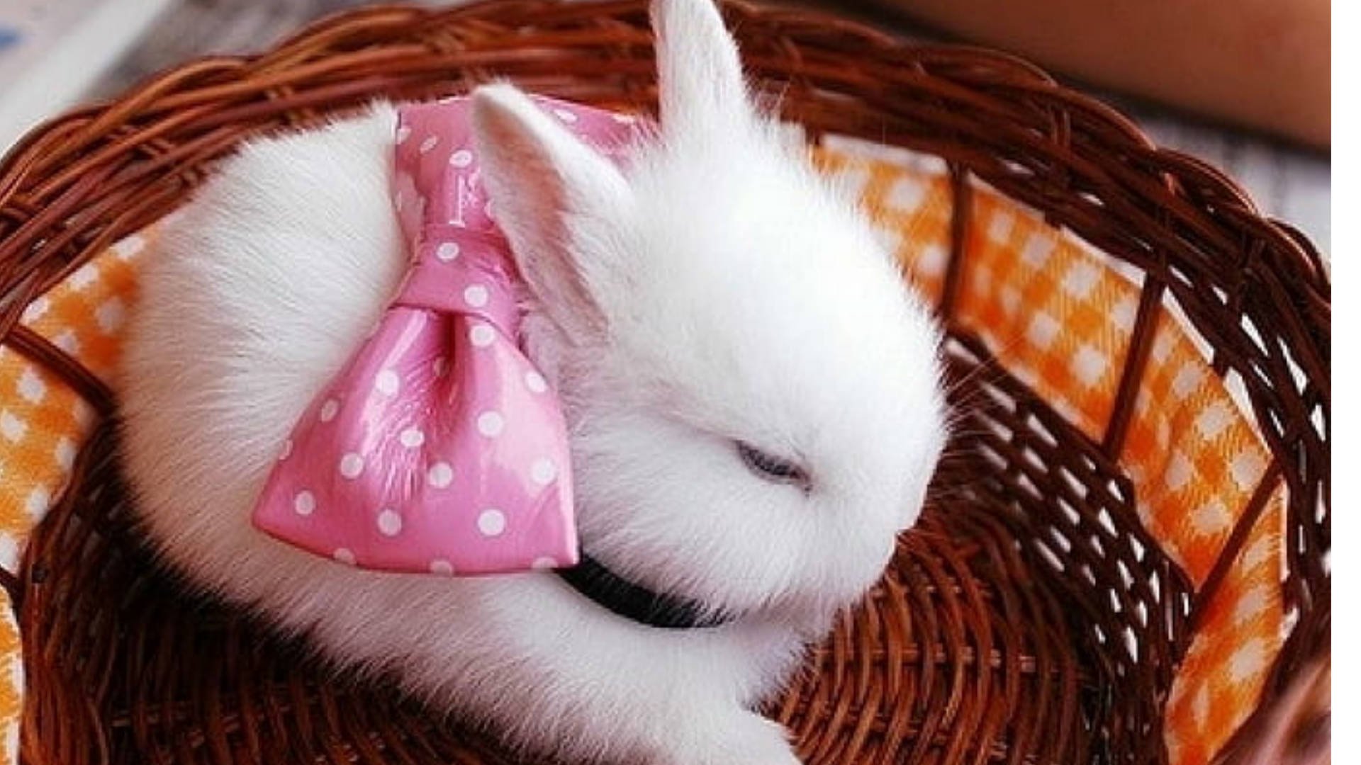 Кролик 12 лет. Кролик. Белый кролик. Кролик с бантом. Кролик с бантиком.