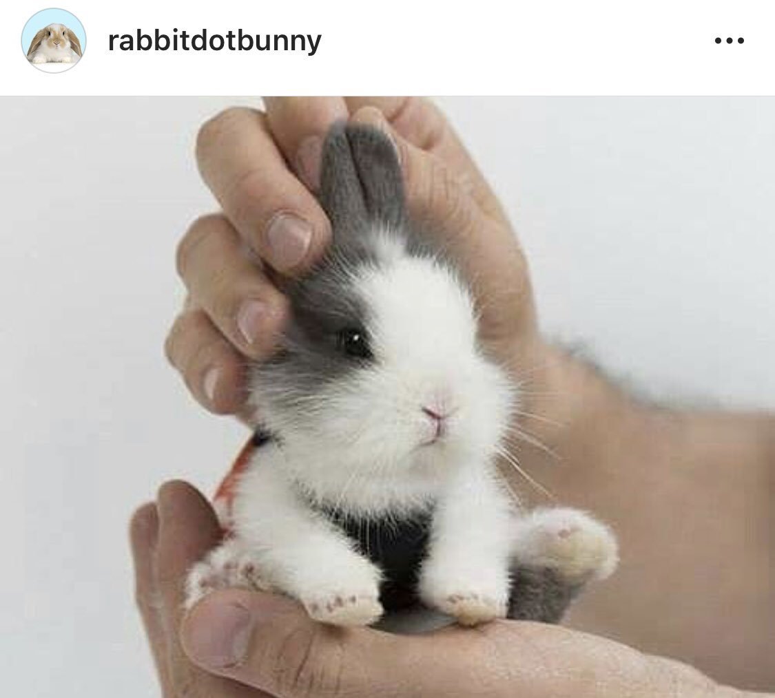 Новорожденный декоративный кролик