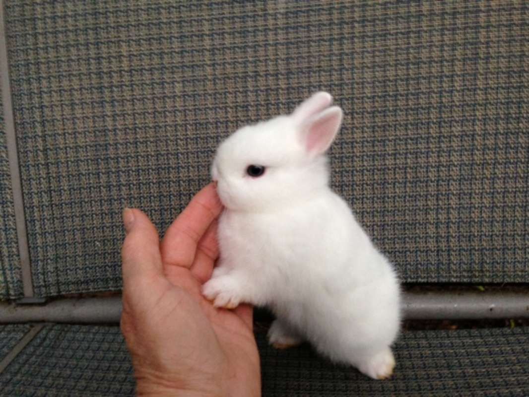 Крольчата Новорожденные