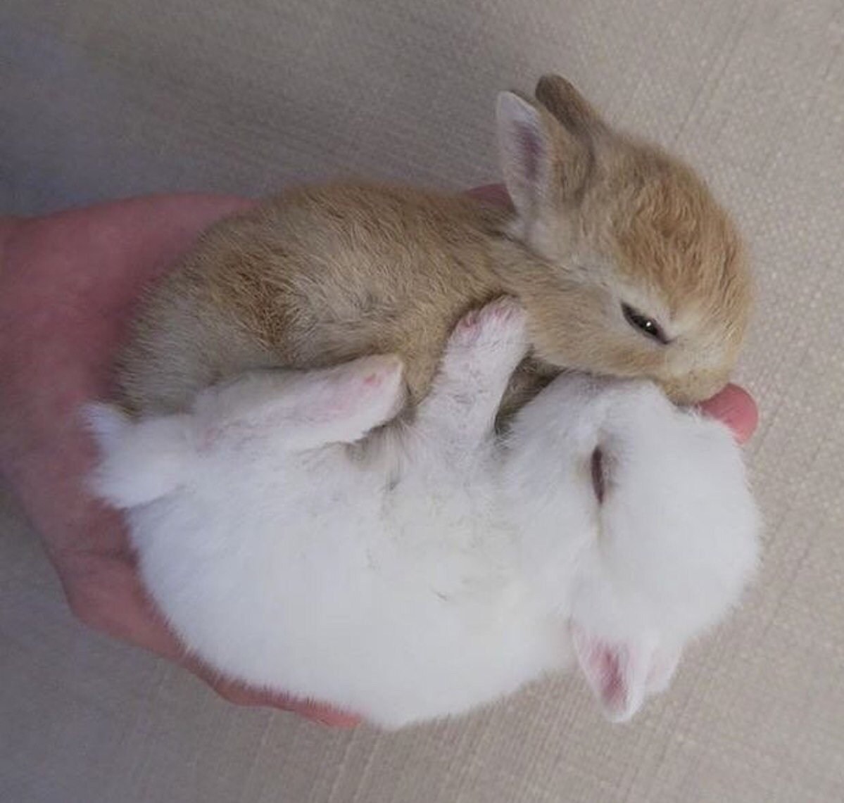 Кролик злится