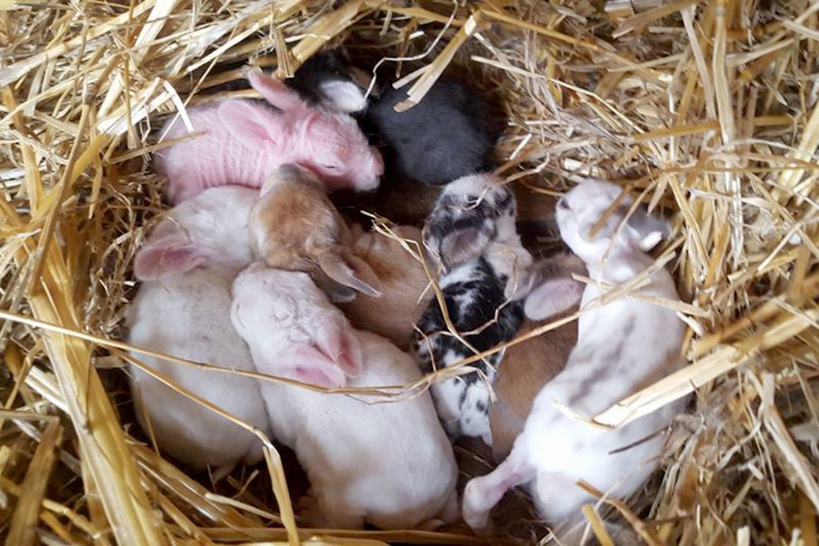 Декоративный кролик маленький и взрослый