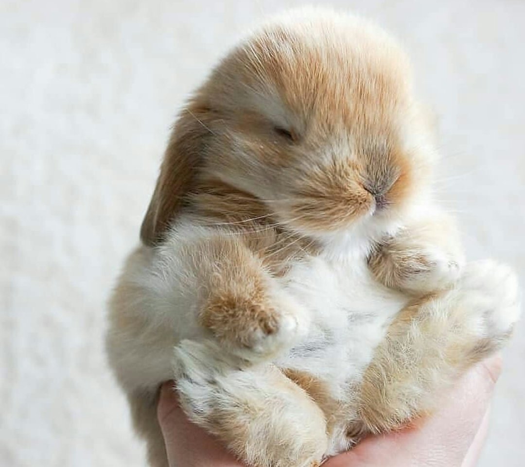 Крольчата Новорожденные
