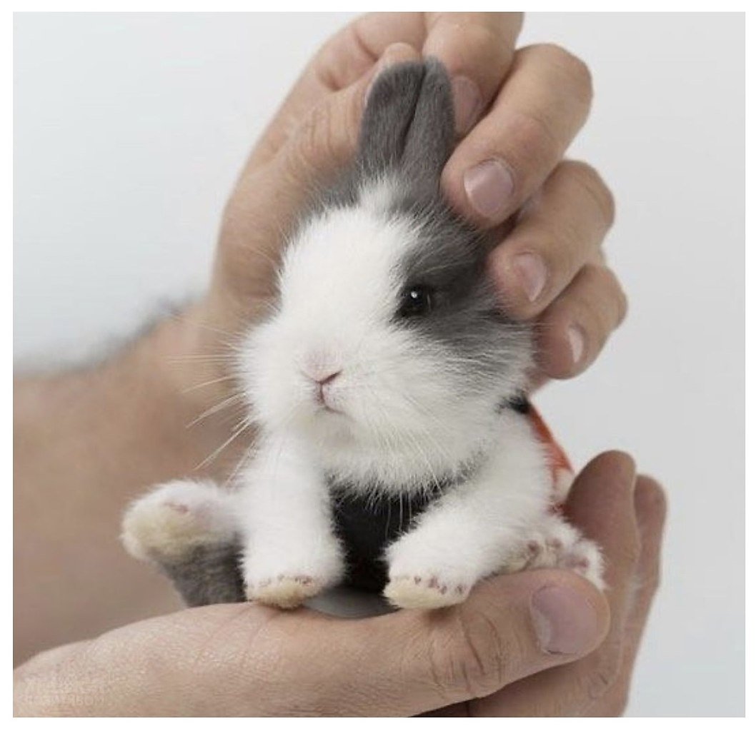 Крольчата Новорожденные