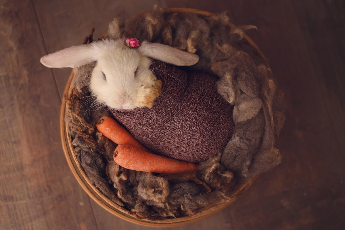 Бунни рэббит