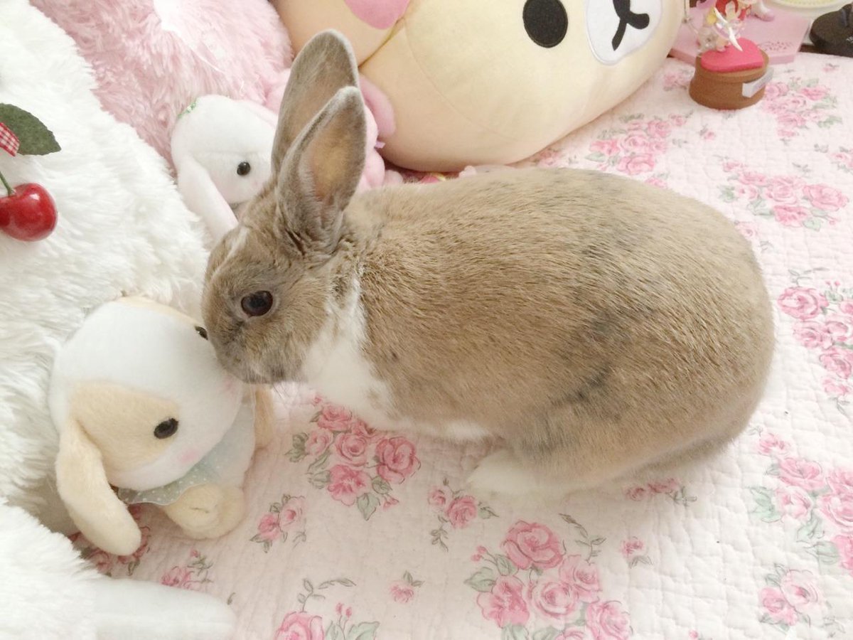 Котята и крольчата