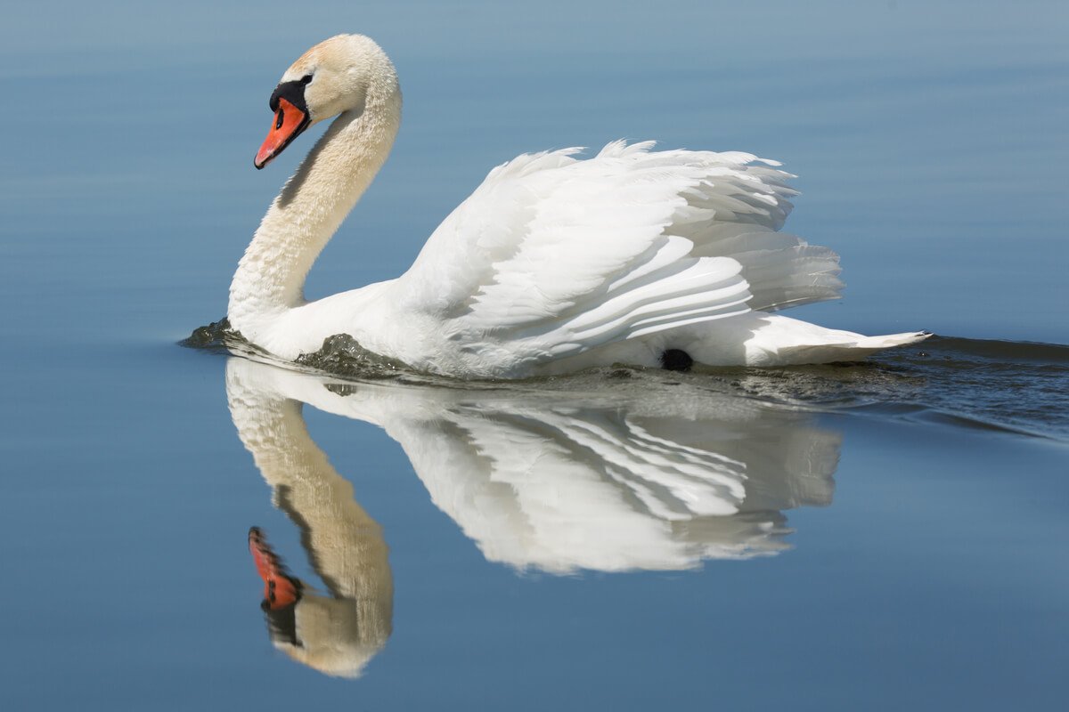 Лапа лебедя шипуна