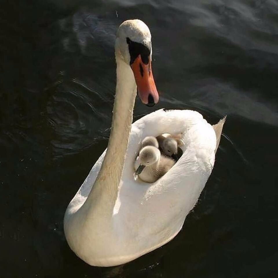 Лебедь для детей