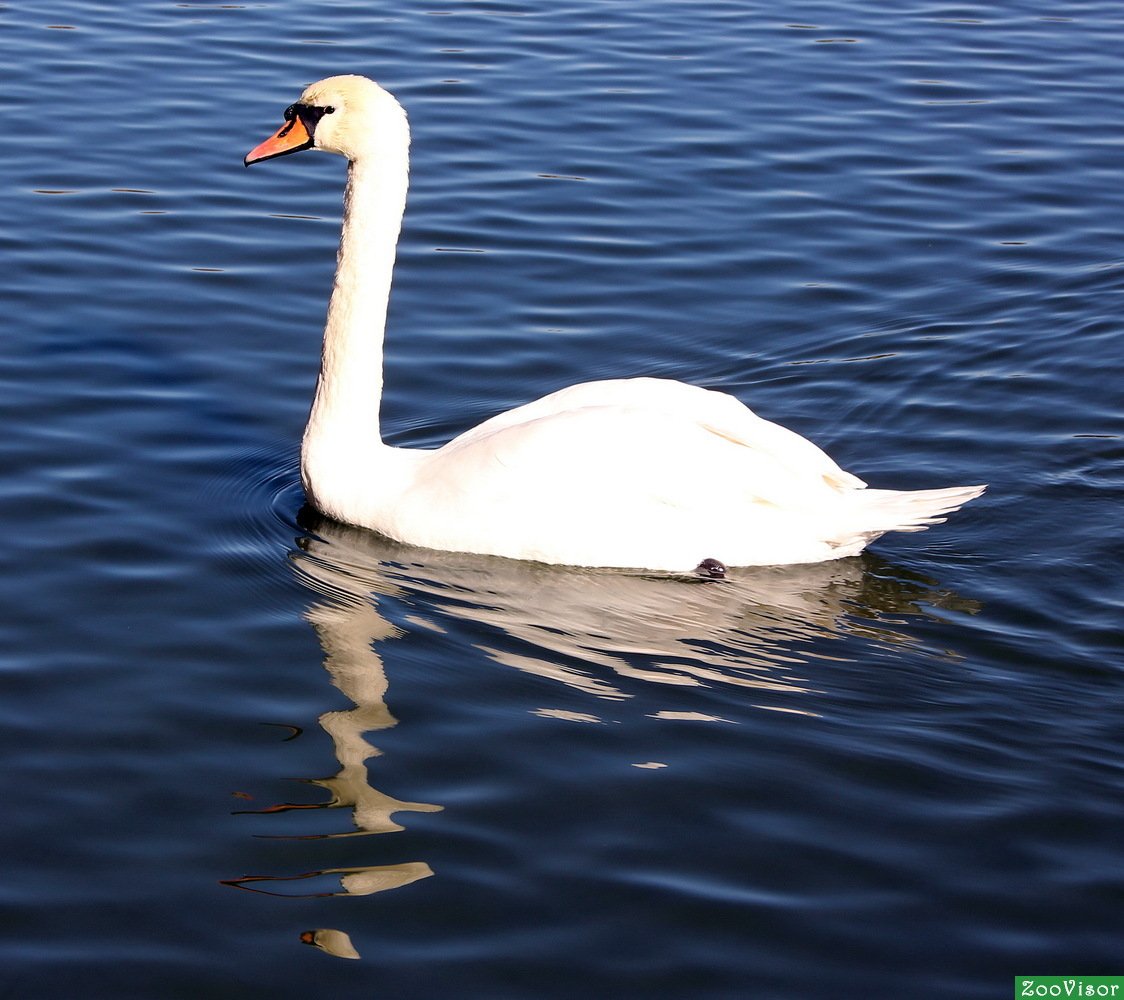 Разновидности лебедей