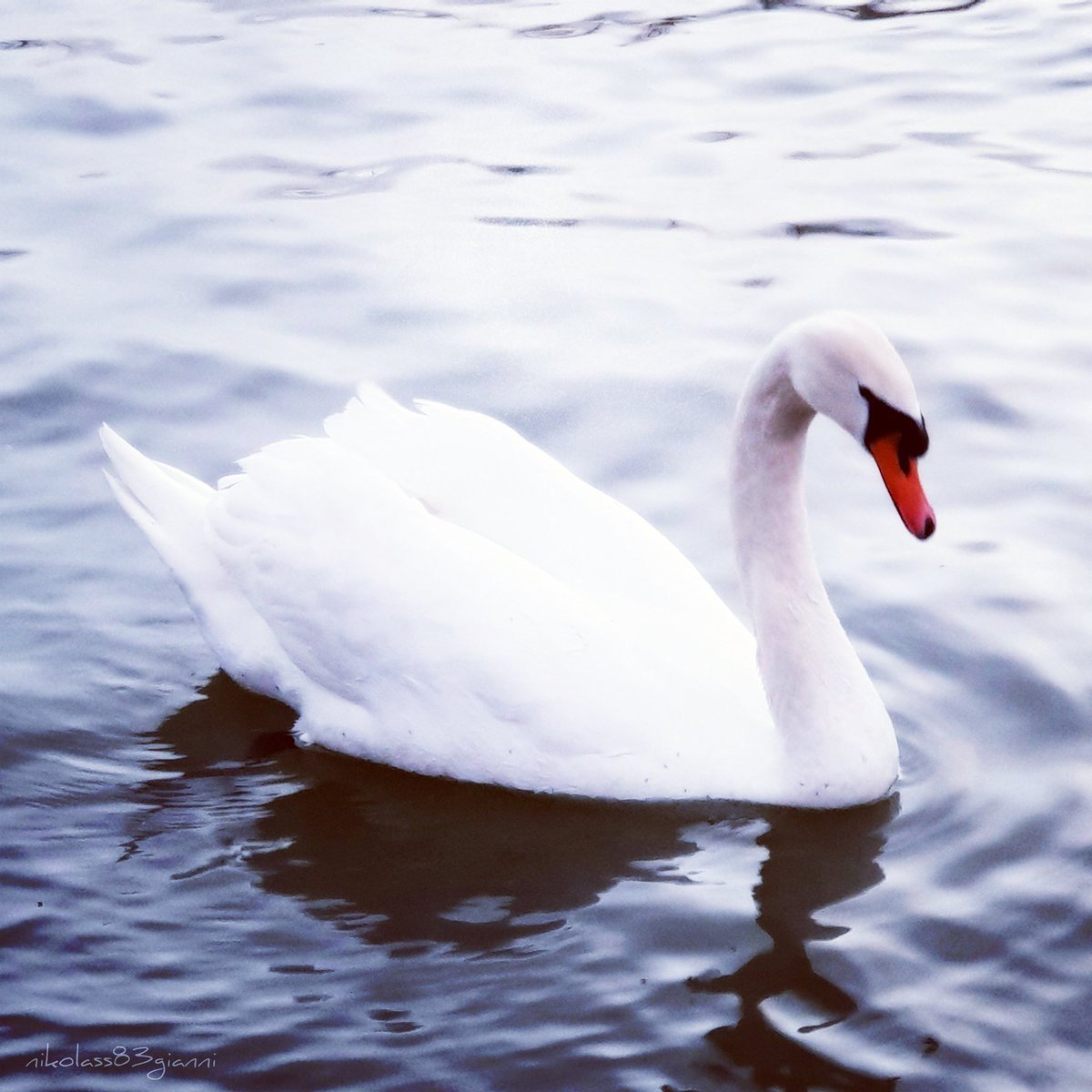 Лапы лебедя