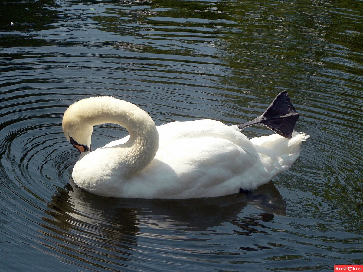 Лапы лебедя