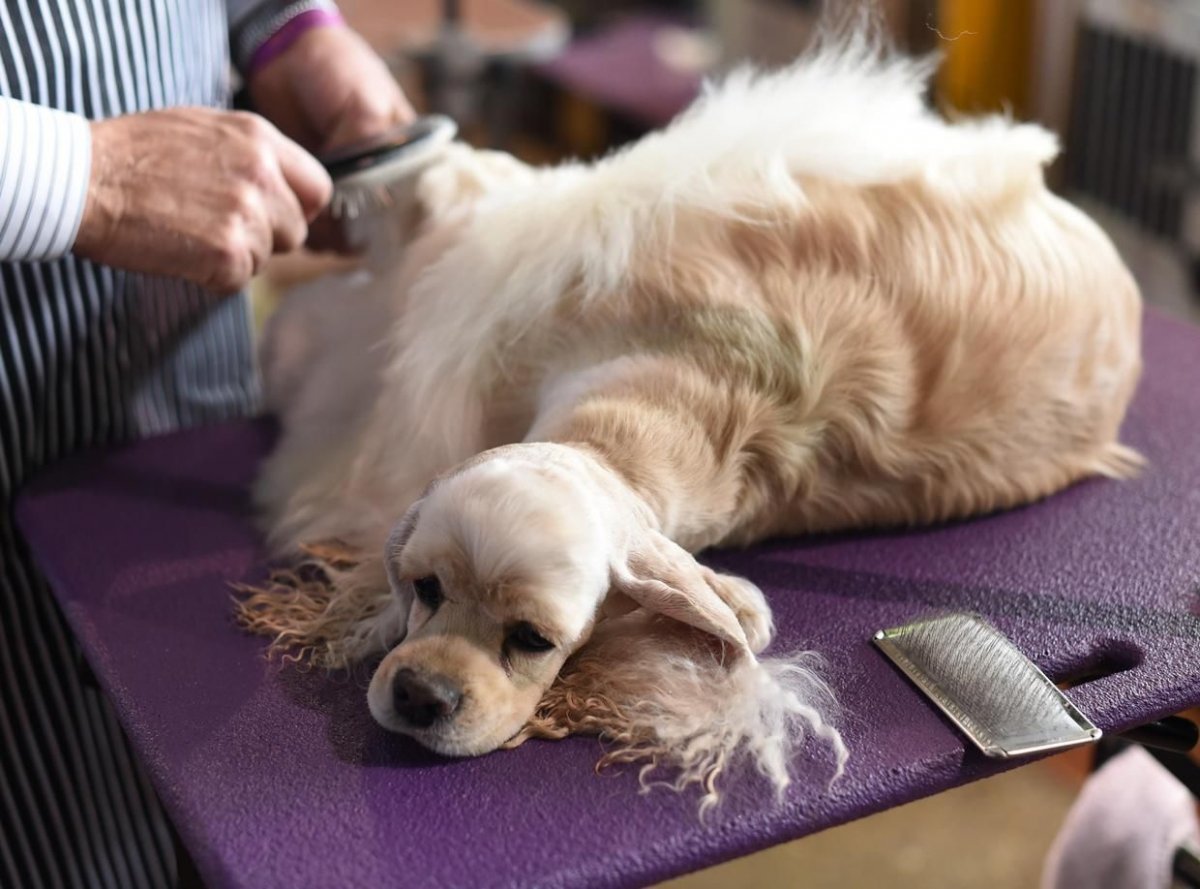 Груминг кокер спаниеля