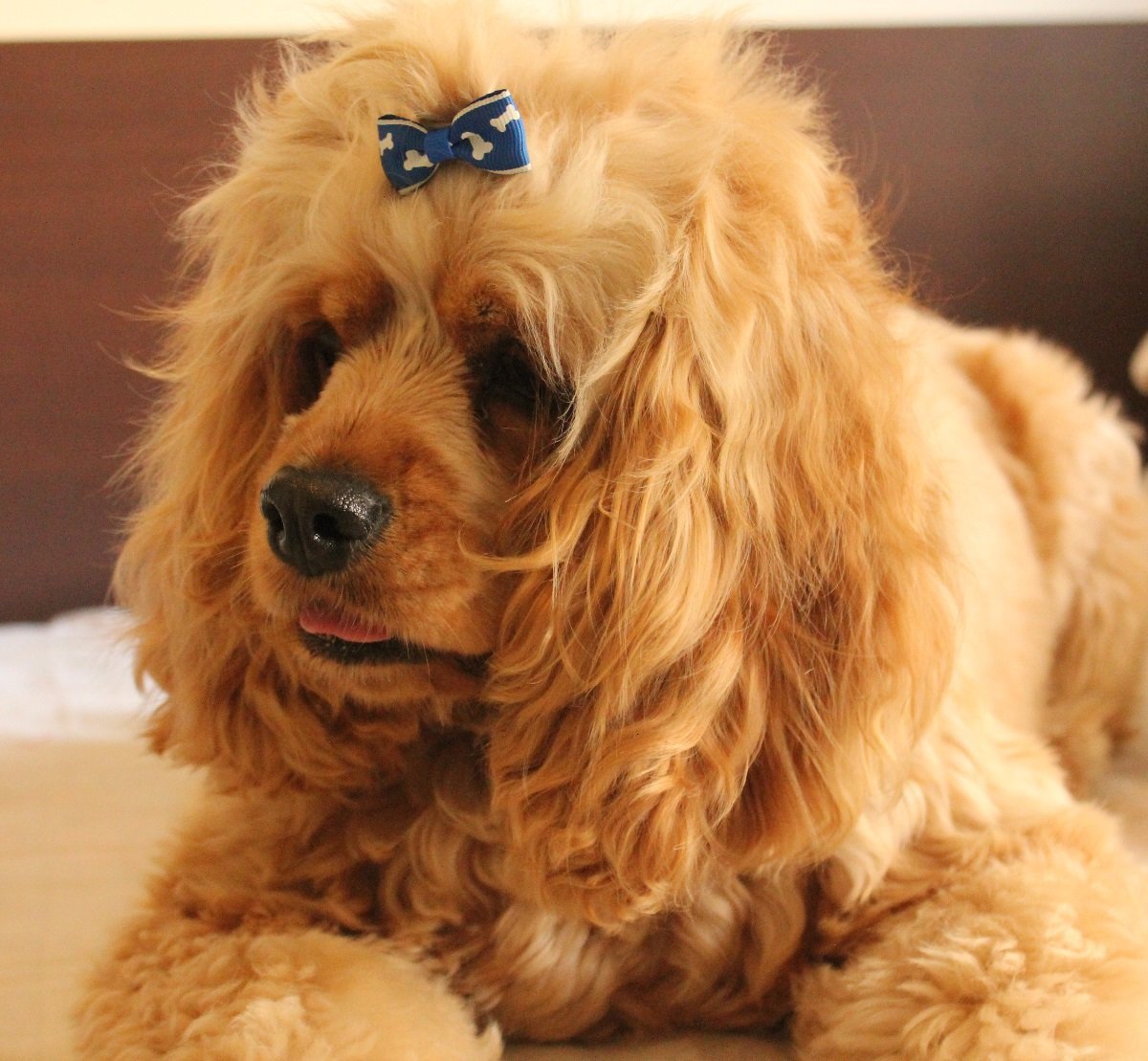 Американский кокер спаниель