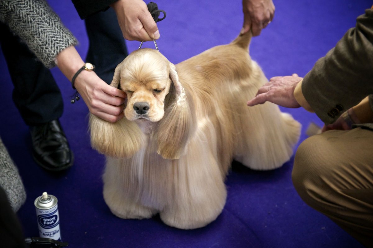 Американский кокер выставочный