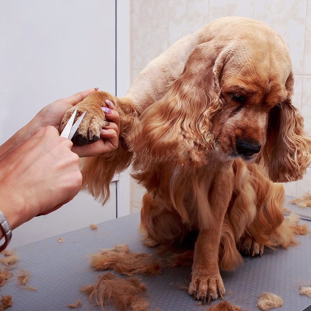 Американский кокер спаниель груминг