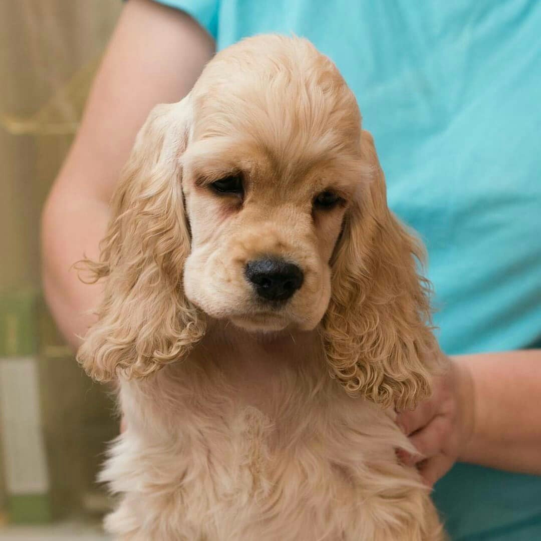 Нестриженный кокер спаниель