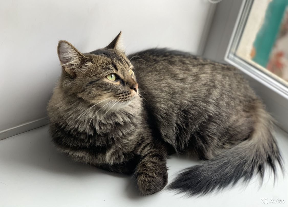 Сибирский кот метис