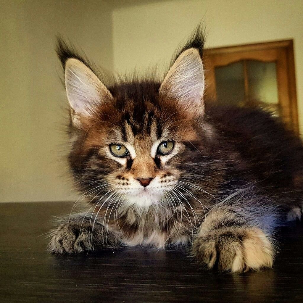 Котята помесь с Мейн куном