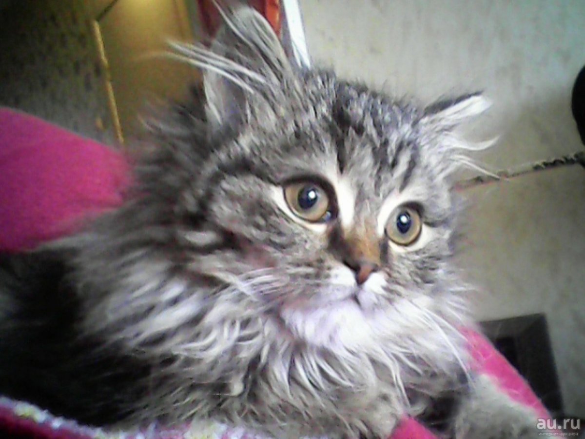 Мейн кун и Ориентал