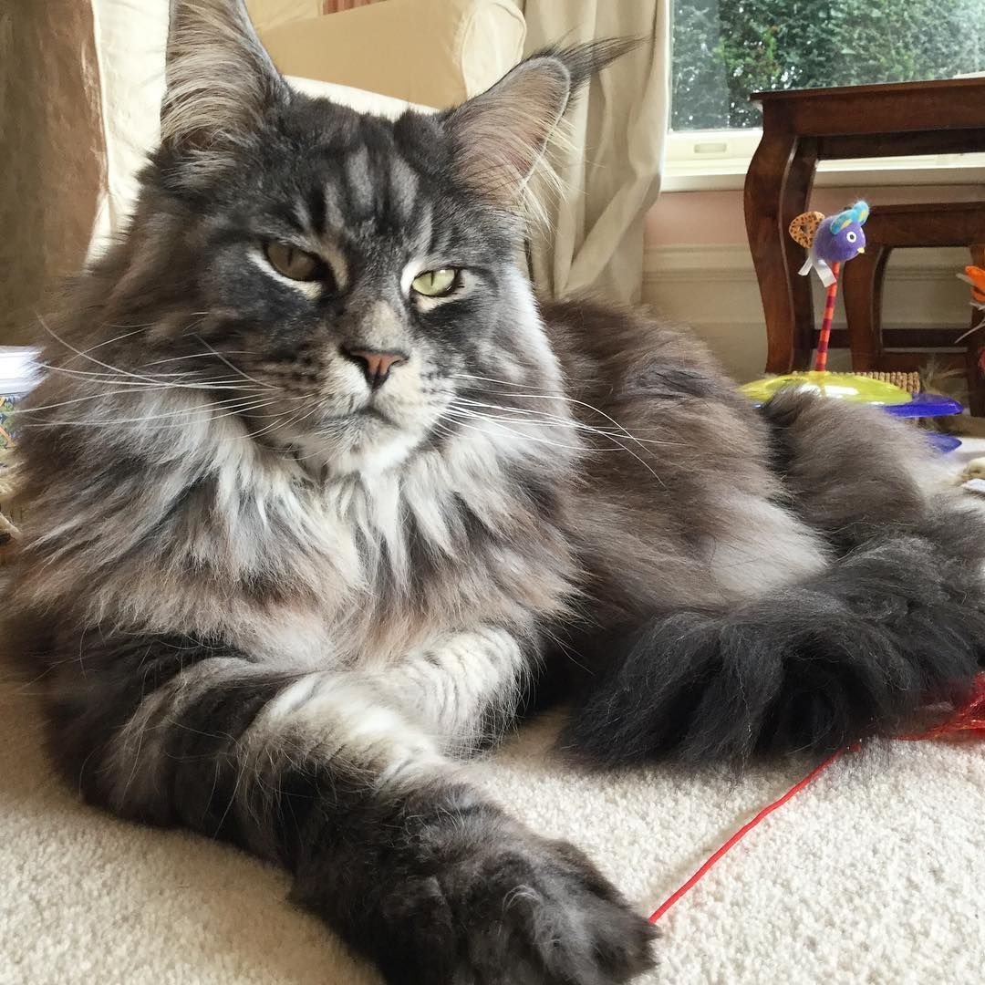 Сибирский Мейн кун