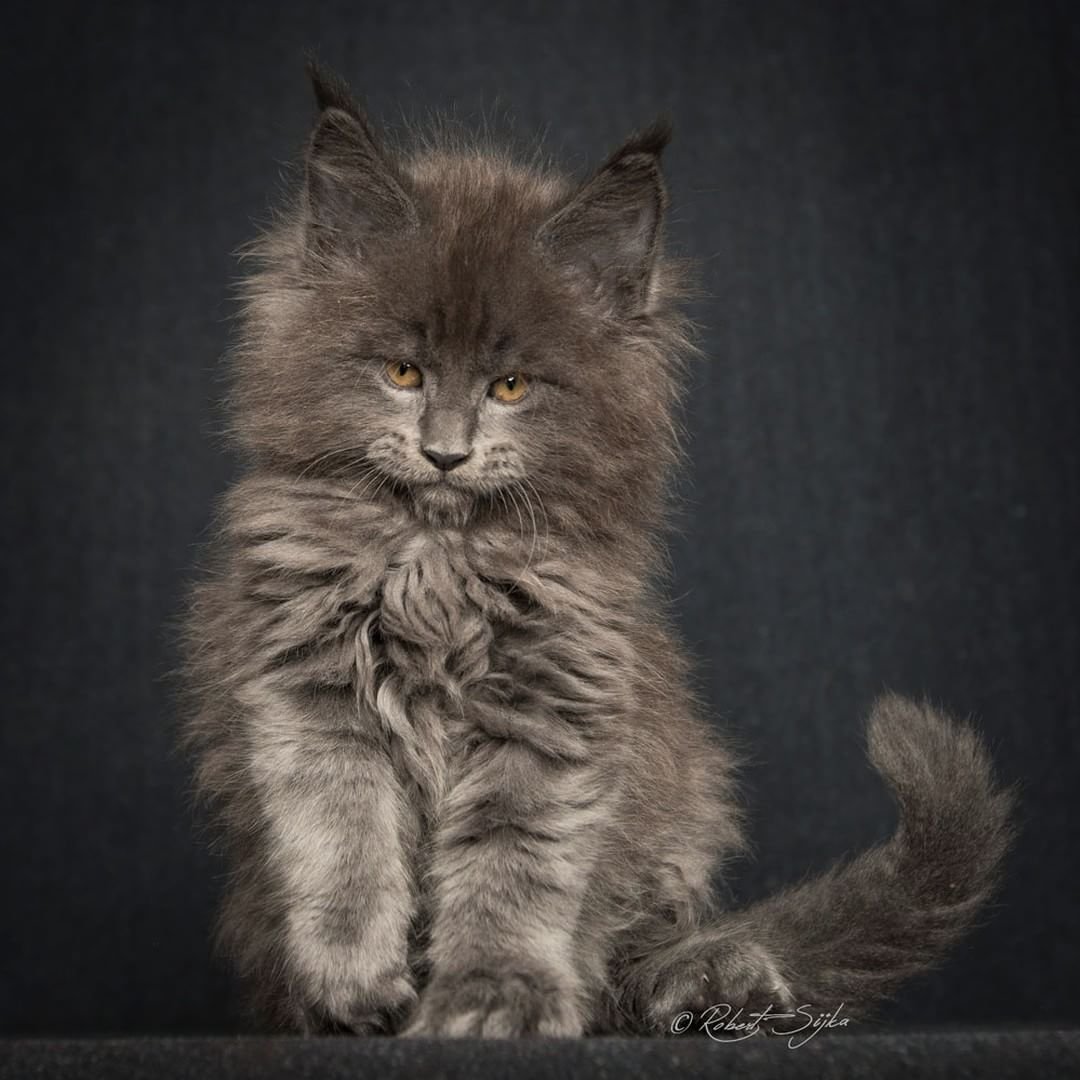 Метис Мейн куна