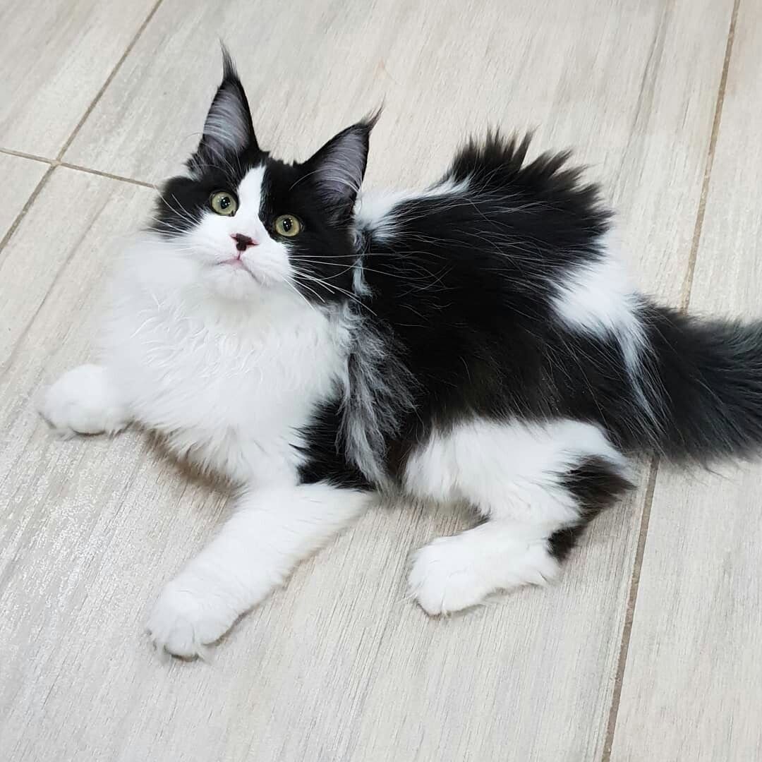 Сибирский кот помесь