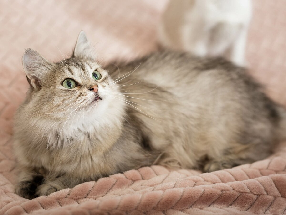 Метис сибирской кошки