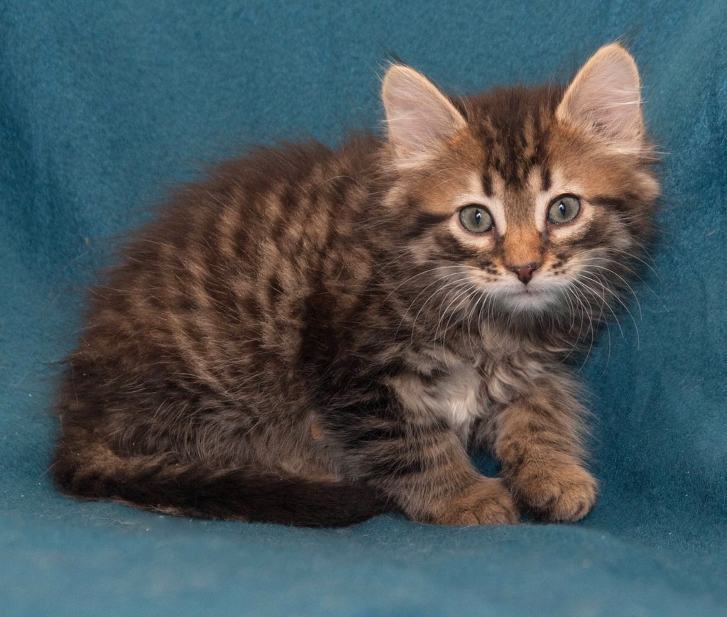 Метис сибирской кошки